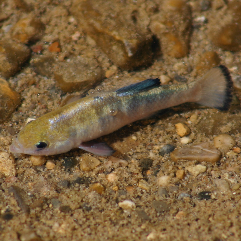 Pupfish photograph by P. V. Loiselle. Source: Wikimedia Commons.